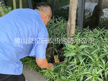 富湾园林灭治白蚁工程